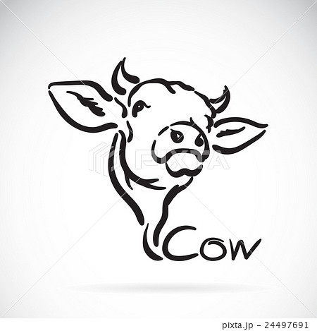 Vector of a cow logo on white background. 24497691