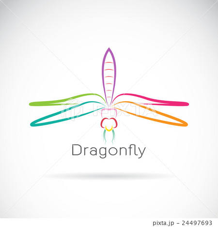 Vector of dragonfly on white background 24497693