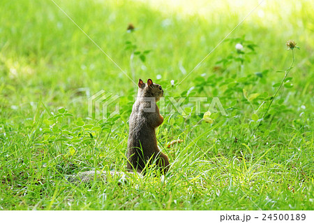 リス立ち姿 24500189