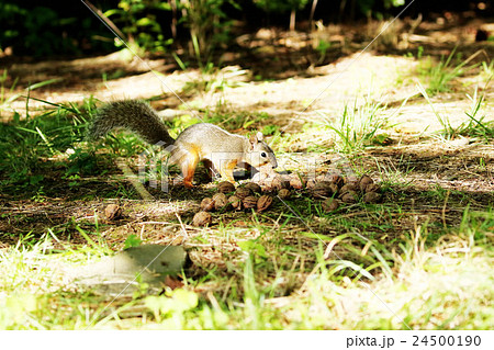 よくばりリス 24500190