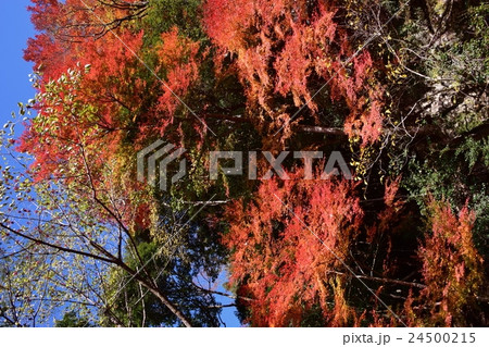 祝子川の紅葉と大崩山 祝子川の紅葉と大崩山 24500215