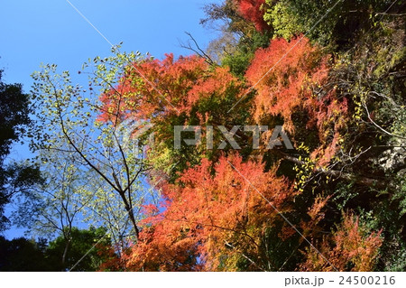 祝子川の紅葉と大崩山 祝子川の紅葉と大崩山 24500216