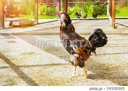 Cock - Rooster, symbol of New 2017 Cock - Rooster, symbol of New 2017 24500365