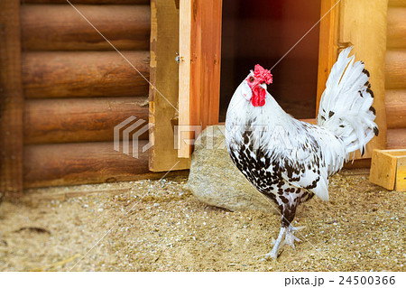 Cock - Rooster, symbol of New 2017 Cock - Rooster, symbol of New 2017 24500366