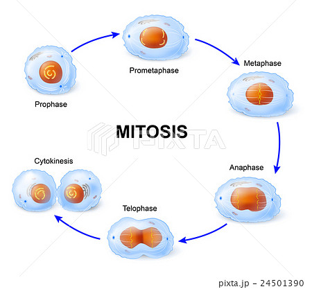 Cell division. Mitosis. 24501390