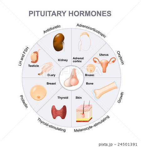 Summary hormones secreted from the pituitary gland 24501391