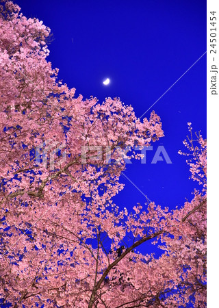 高遠城址公園 高遠城址公園 24501454