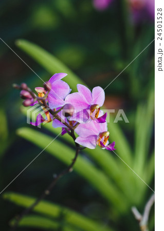 Purple Orchids flower 24501528