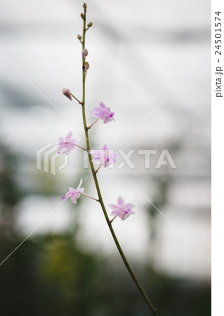 Purple Orchids flower 24501574