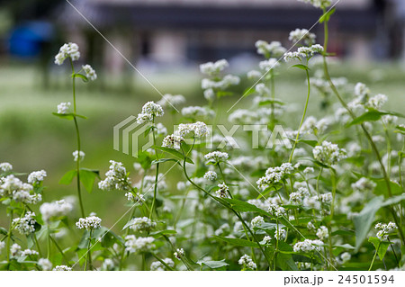 信州新行の蕎麦 白い花 信州新行の蕎麦 白い花 24501594
