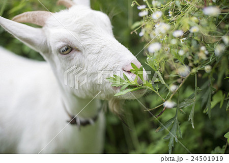 草を食べるヤギの写真素材