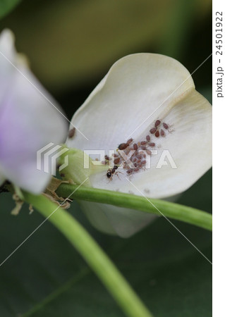 モモアカアブラムシとアリ01 モモアカアブラムシとアリ01 24501922