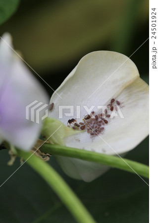 モモアカアブラムシとアリ03 モモアカアブラムシとアリ03 24501924