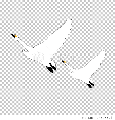 白鳥のイラスト素材