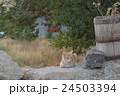 トルコ・カッパドキアの猫 24503394
