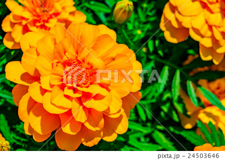 【神奈川県】マリーゴールド 24503646