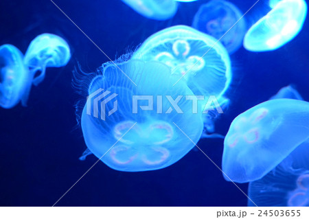 ふわふわ漂うクラゲ 24503655
