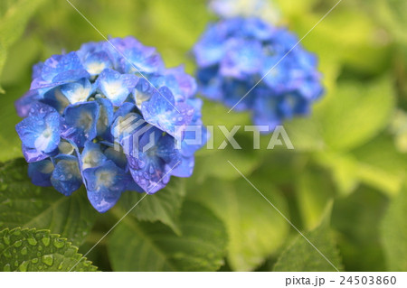 紫陽花 紫陽花 24503860