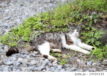 野良猫 24504193