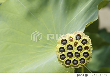 蓮の種 24504869