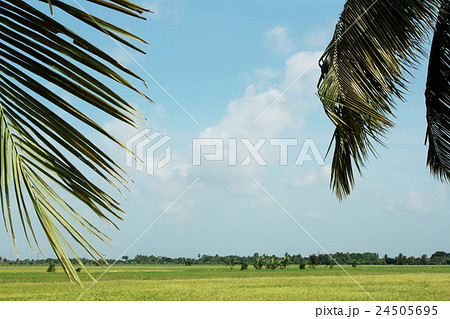 Green Rice Field and Coconut Tree with Blue Sky. 24505695