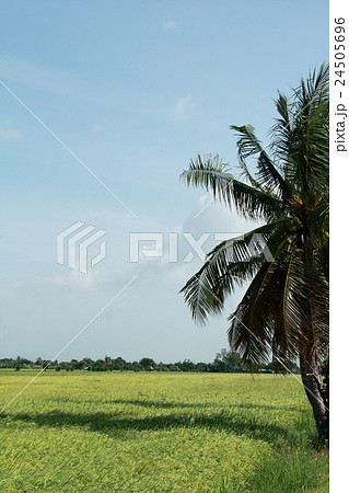 Green Rice Field and Coconut Tree with Blue Sky. 24505696