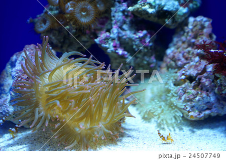 イソギンチャクと海老 イソギンチャクと海老 24507749