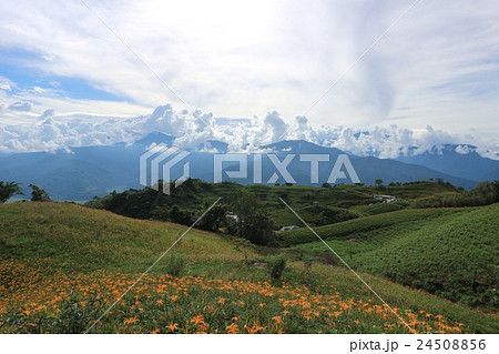 ニッコウキスゲ キスゲ デイリリー 24508856