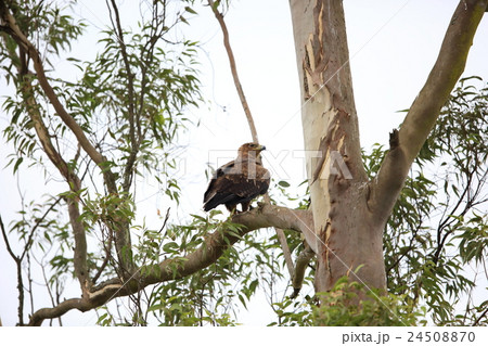 ソウゲンワシ 24508870