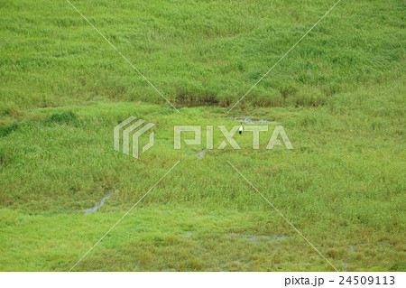 コッタロ湿原展望台からの湿原とタンチョウの写真素材
