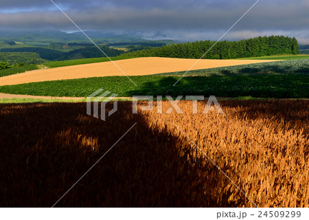 美瑛の丘 24509299