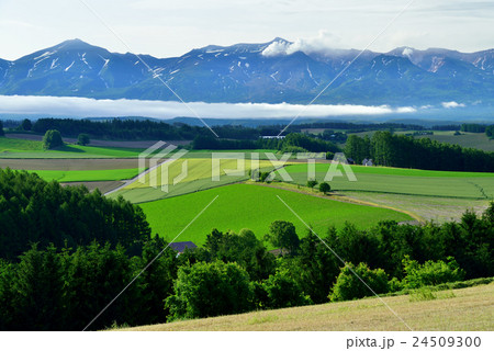 美瑛の丘 24509300