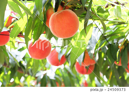 果樹園の桃 24509373