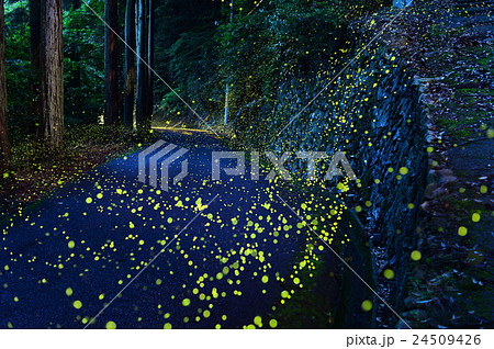 ヒメボタル 24509426