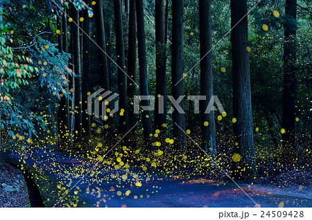 ヒメボタル ヒメボタル 24509428