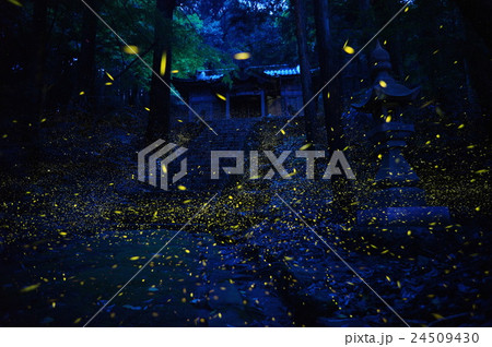 ヒメボタル ヒメボタル 24509430