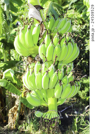 bunch of banana bunch of banana 24509529