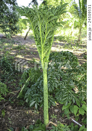 Amorphophallus paeoniifolius Amorphophallus paeoniifolius 24509531
