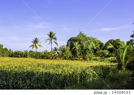 corn on the cob corn on the cob 24509533