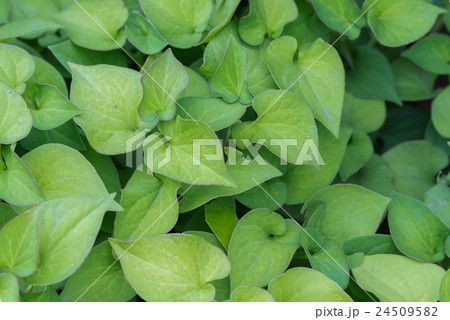 fishy-smell herb (Houttuynia cordata) fishy-smell herb (Houttuynia cordata) 24509582