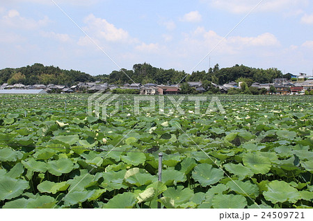 茨城県かすみがうら市のれんこん畑の写真素材