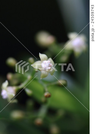 自然 植物 ボチョウジ、別名『リュウキュウアオキ』。ですがアオキ科ではなくアカネ科だそうです 自然 植物 ボチョウジ、別名『リュウキュウアオキ』。ですがアオキ科ではなくアカネ科だそうです 24509743