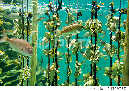 仙台うみの杜水族館｜内湾 恵みのうみ 24509787