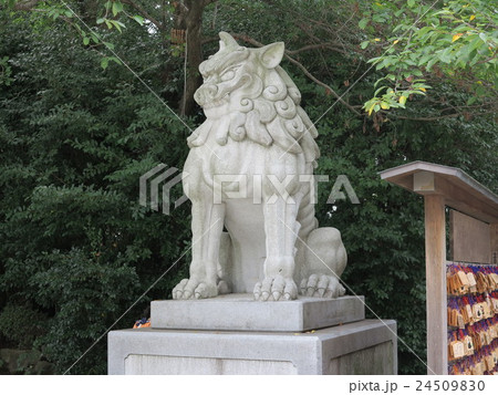 寒川神社 狛犬の写真素材 [24509830] - PIXTA