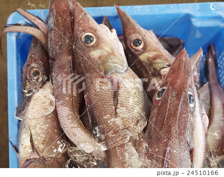 魚市場の魚介類（ソコダラ） 24510166
