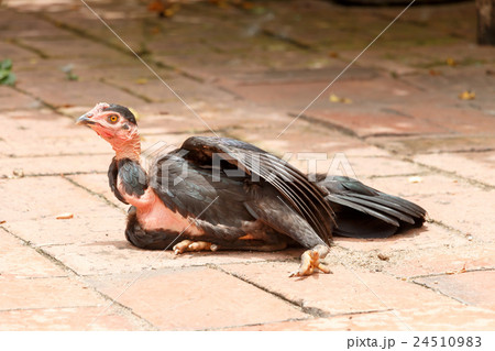 Young male bantam 24510983