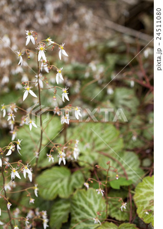 ユキノシタの花 24511080