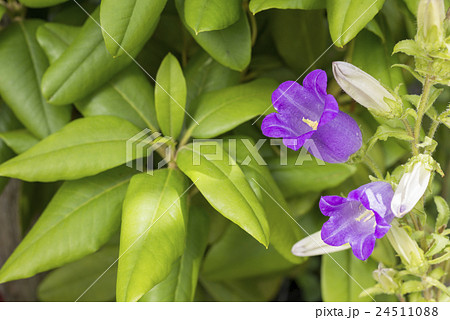 緑の中の紫のフウリンソウの花 緑の中の紫のフウリンソウの花 24511088