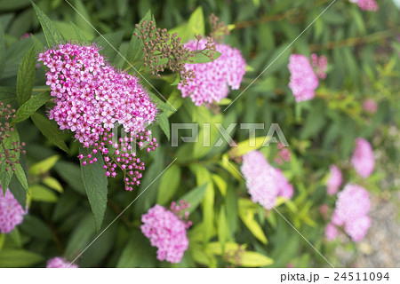 シモツケの花のアップ シモツケの花のアップ 24511094