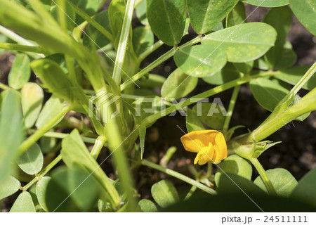 落花生の花 24511111